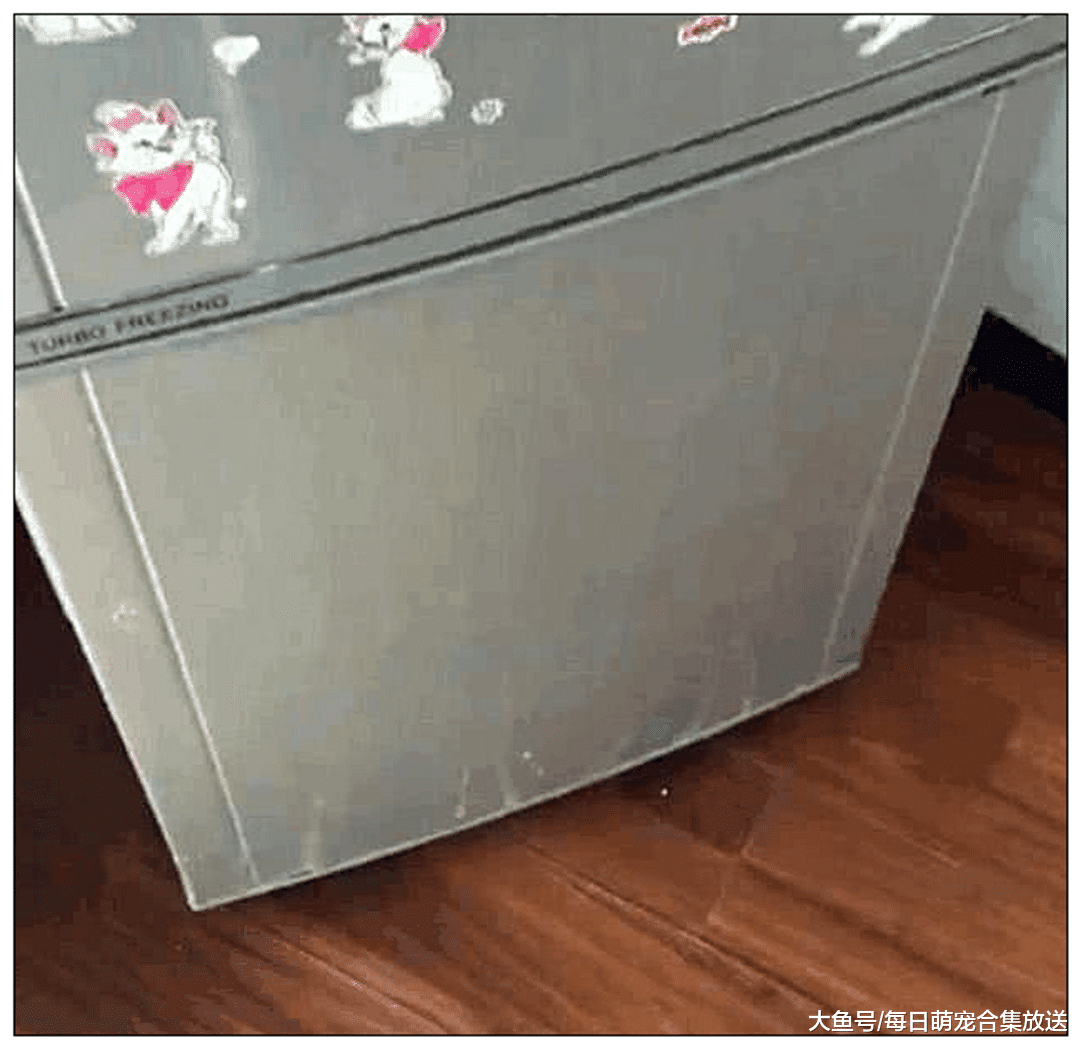 二哈拆家，主人一怒下把它塞进冰箱里，半小时后打开一看傻眼了