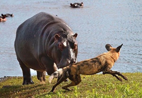 野狗打扰，河马睡觉河马发飙后野狗看懵了反应过来撒腿就跑！
