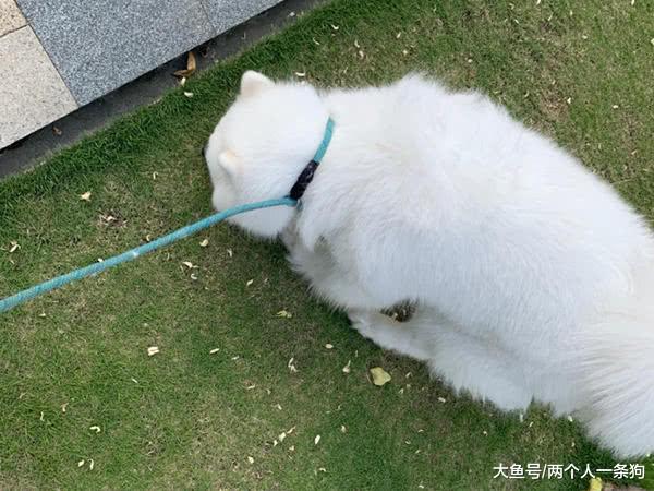 遇地震萨摩耶软糖和金渐层麻糬反应异常，妈妈：怕不是假猫和假狗