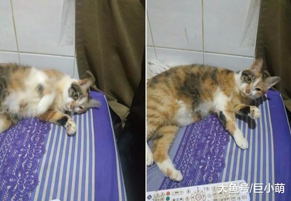 三花被退养三次，在被安乐死前遇到新主人，第一次见面就赖着不走