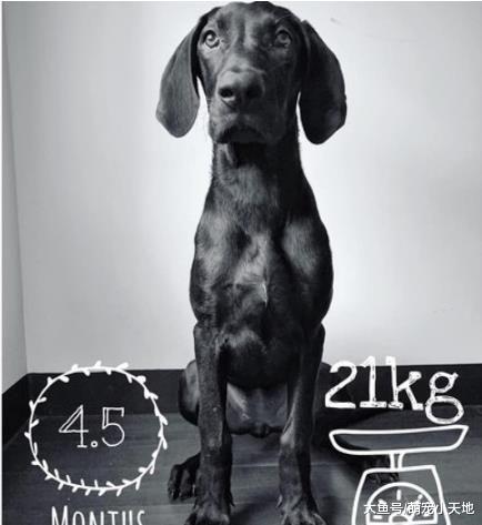 黑汪妹2个月暴长13kg，嘴边肉消风秒变黑金不良少女