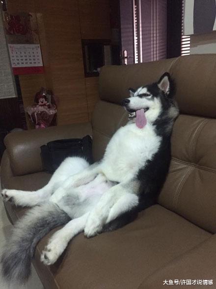 铲屎官出门没带狗狗，回家后眼前的场景惹狗主笑喷