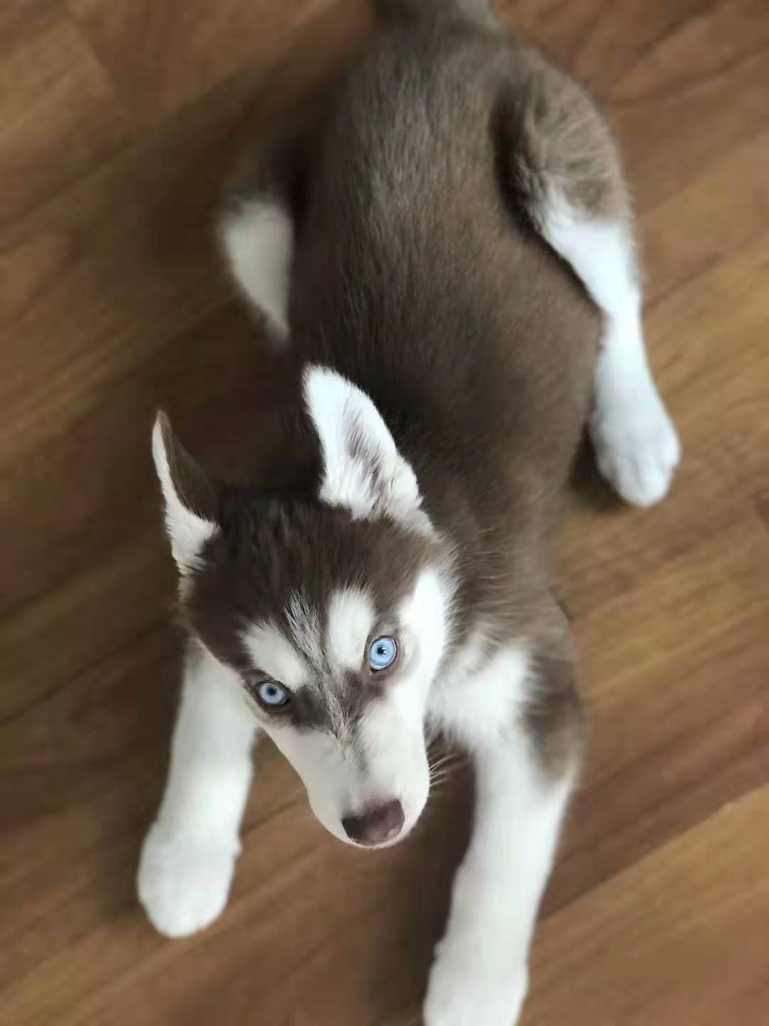 主人出门前和二哈商量好不拆家，结果回家后，床单已经变成了门帘