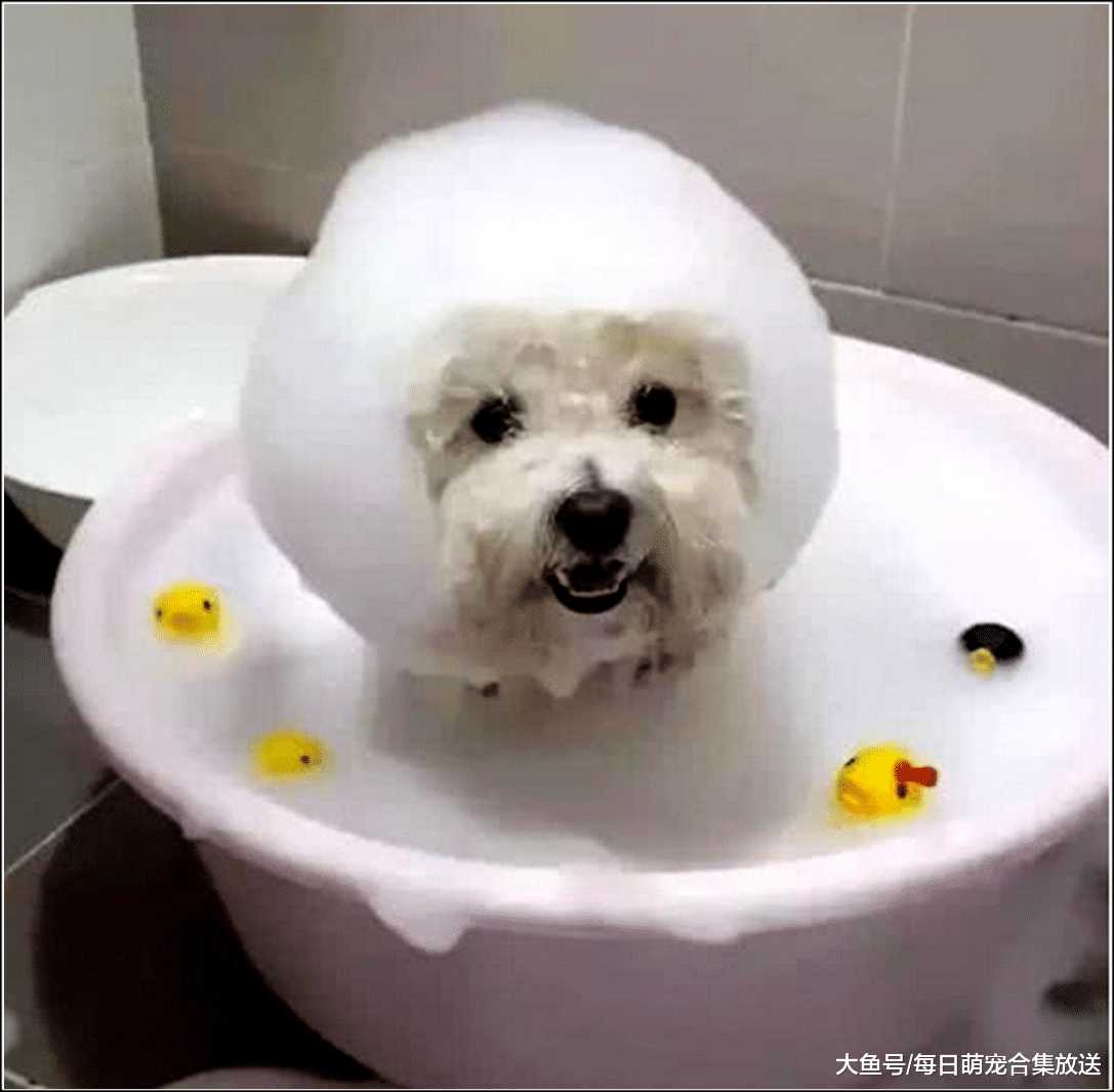 女主强制给狗狗洗澡，它却一脸生气的背着，当狗子转过头后萌翻了