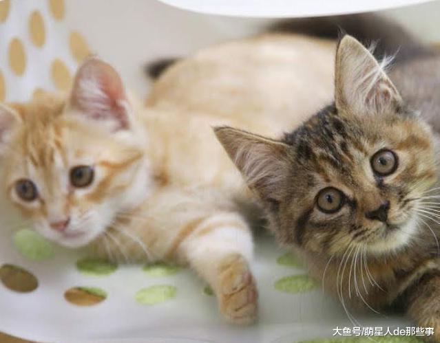 猫咪突然不吃东西了，这是有原因的，你家猫咪属于哪一种情况呢？