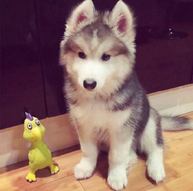 如果想养萌犬, 可以考虑这“5种”治愈系萌犬, 哈士奇也算一个?
