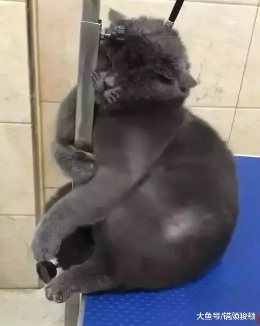 主人把猫送去洗澡, 半个小时后收到一段视频, 老板留言: 这次免费