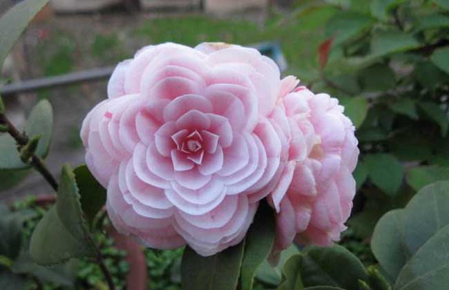 如何扦插茶花，扦插茶花的方法有哪些，这里知道来看看吧