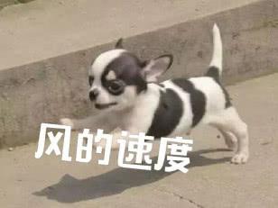 網友家養了一條吉娃娃，叫起來比唱歌還好聽，這狗值錢了