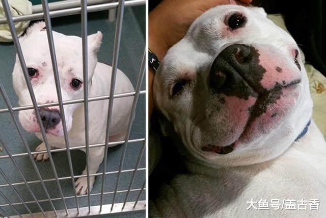 流浪狗被好心人领养后，生活发生翻天覆地的变化，对比照让人动容