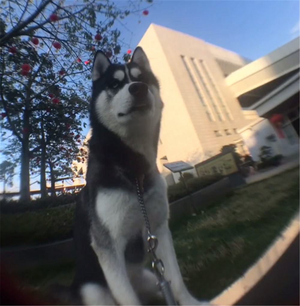 二哈咬壞衣服，被主人綁嘴懲罰，狗：再也不敢了……