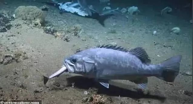 11条鲨鱼进食一条剑鱼，巨型石斑鱼张开大口将鲨鱼吞下！