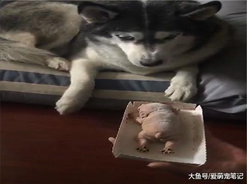 面对狗形蛋糕网友只要动勺子, 二哈就龇牙咧嘴表示抗议, 一脸正义