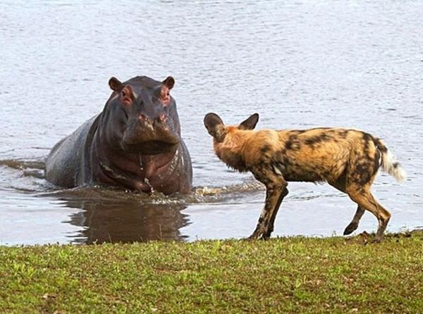 野狗打扰，河马睡觉河马发飙后野狗看懵了反应过来撒腿就跑！