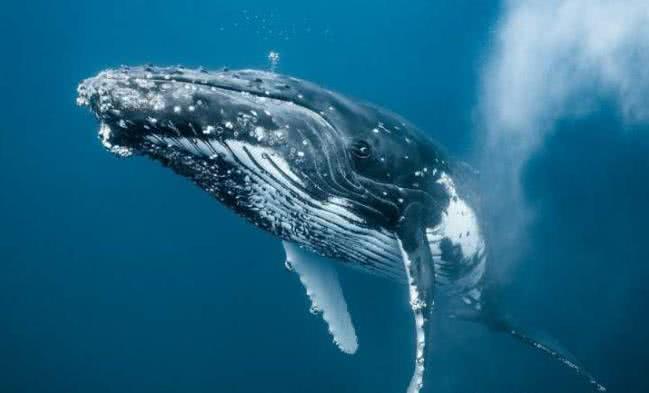 世界上最孤独的鲸鱼——Alice，它现在过得怎么样了？