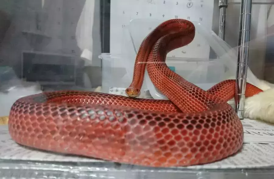 拿鴕鳥蛋殼給玉米蛇當玩具，蛇疑惑的張開嘴量了很久，感到一股絕望