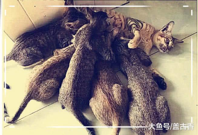 猫咪在外痛苦呻吟，铲屎官赶去一看破口大骂：这也太不要脸了！