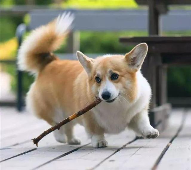 出门遛狗危机重重？这7点危险需要防范