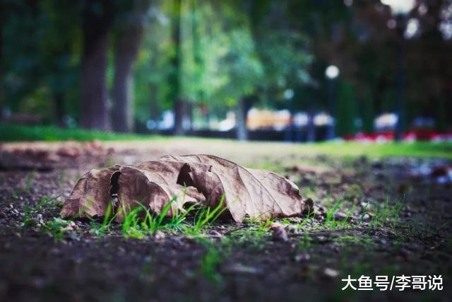 树高千丈不忘根，人若辉煌莫忘恩！