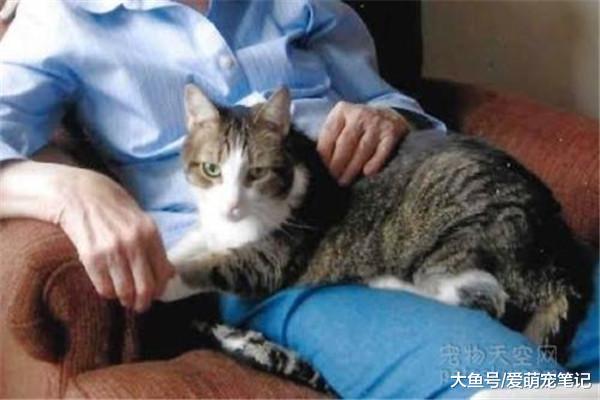 当猫奴生病时，为什么猫会睡在他的身上？原来喵主子也会安慰人！