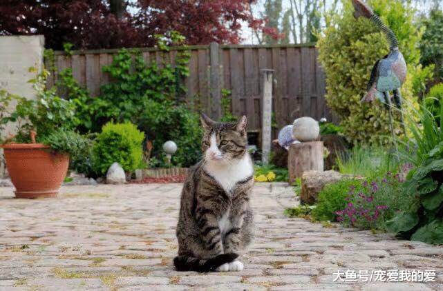 女子外出回家，发现猫咪枕着一块肉在睡觉，走近一看才发现是这玩意