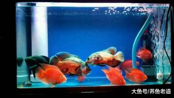 为什么混养观赏鱼，鱼缸里的鱼会分品种的不断死去？