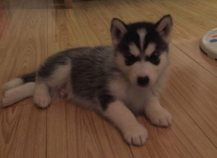 小二哈腿太短爬不上台阶, 拒绝同伴帮忙后, 做出这举动