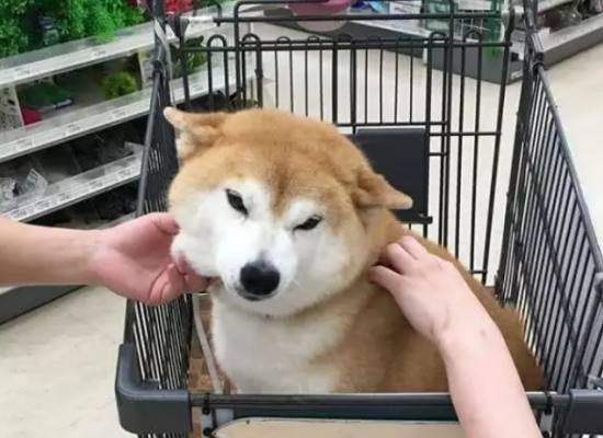 带柴犬逛超市，结果别人见它就摸，没想到这货为了回避竟这…