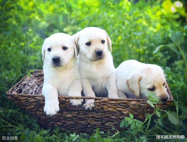 不会挑“幼犬”怎么办？学会这五招，教你挑一只健康的狗狗