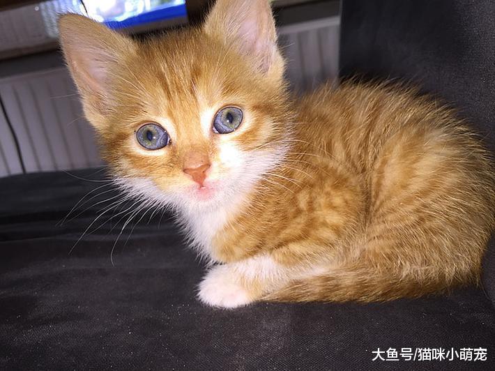 记录城市猫是怎么变成农村土猫的? 从吃猫粮到吃剩饭!