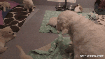 金毛第二胎生了8只娃，结果奶狗才7周大，就不甘心带娃了