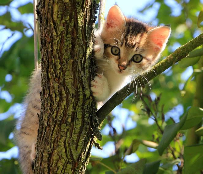 貓咪的肉墊看著十分軟萌、治愈，它的這些重要用途你知道幾點呢