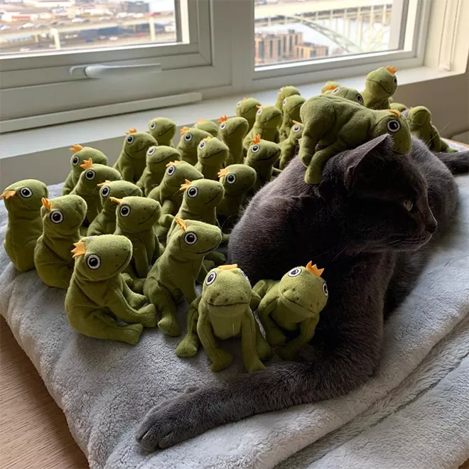 这只蓝猫说，我是整条街（gāi）最惨的崽！