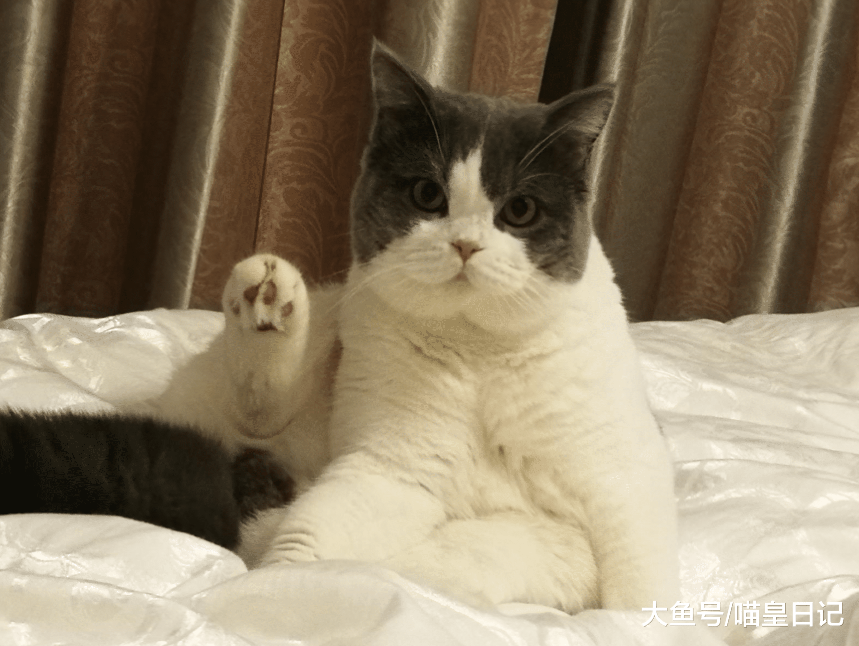 家里的喵星人经常有这五种表现，说明我是这个家里它很喜欢的人