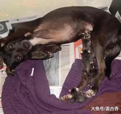 狗狗捡来一窝小老鼠，主人感觉有点不对劲，一查资料后却吓坏了