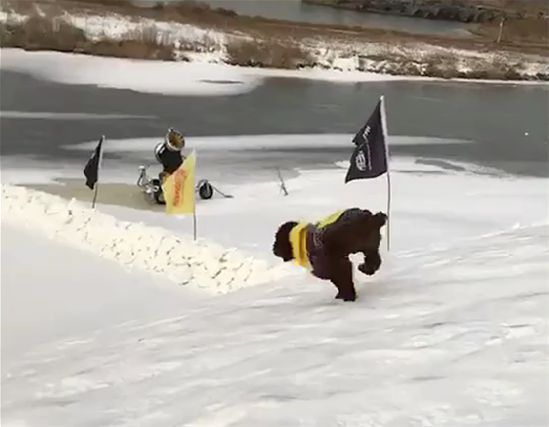 主人玩滑轮胎, 狗子克服胆怯冲下雪坡, 狗: 主人我来救你……