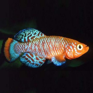 魔法鱼你知道吗