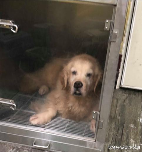 老阿金剪指甲怕爆！美容师用魔法姿势让它秒放松睡到脚滑