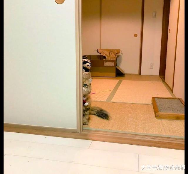 网友忘记买零食回来，猫咪躲在门边一脸失望的表情，好伤心呐