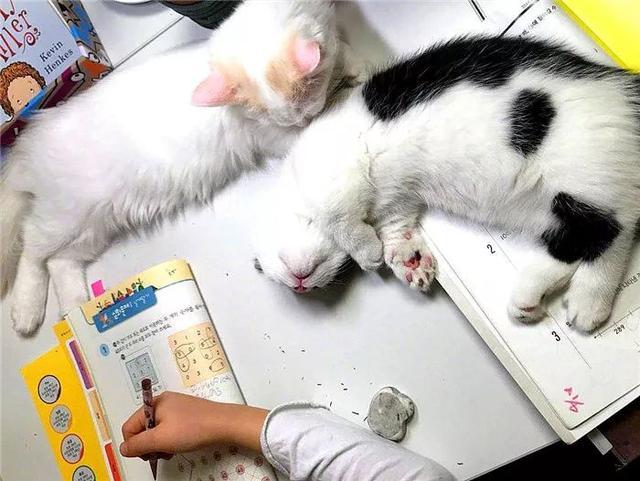 小主人面对猫咪诱惑却坚持学习，两只可爱小猫无奈在线陪读！