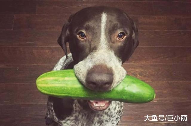 狗狗可以吃黄瓜吗？黄瓜低卡又营养，切成丁狗狗也爱吃