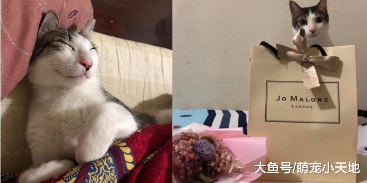 一早起床收到猫咪送的惊喜礼物, 主人坐床哭20分钟不敢动