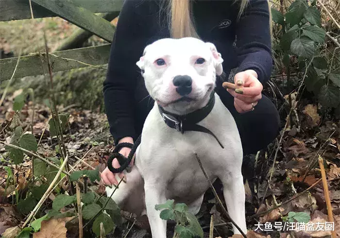 曾经它被连狗带窝遗弃在路边 如今明星和富翁抢着要收养它