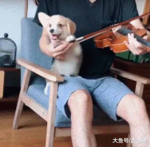 小狗狗太胖主人为此伤透了脑筋，没想到每天陪主人拉小提琴竟然瘦了？
