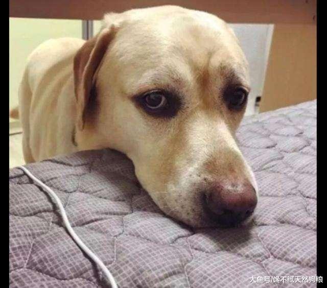 狗狗总是喜欢粘着你睡觉? 别以为只是喜欢你, 还有这5个原因!