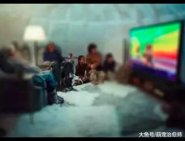 主人和哈士奇一起看電視，它突然跑上前拍倒了屏幕，犯傻了嗎？