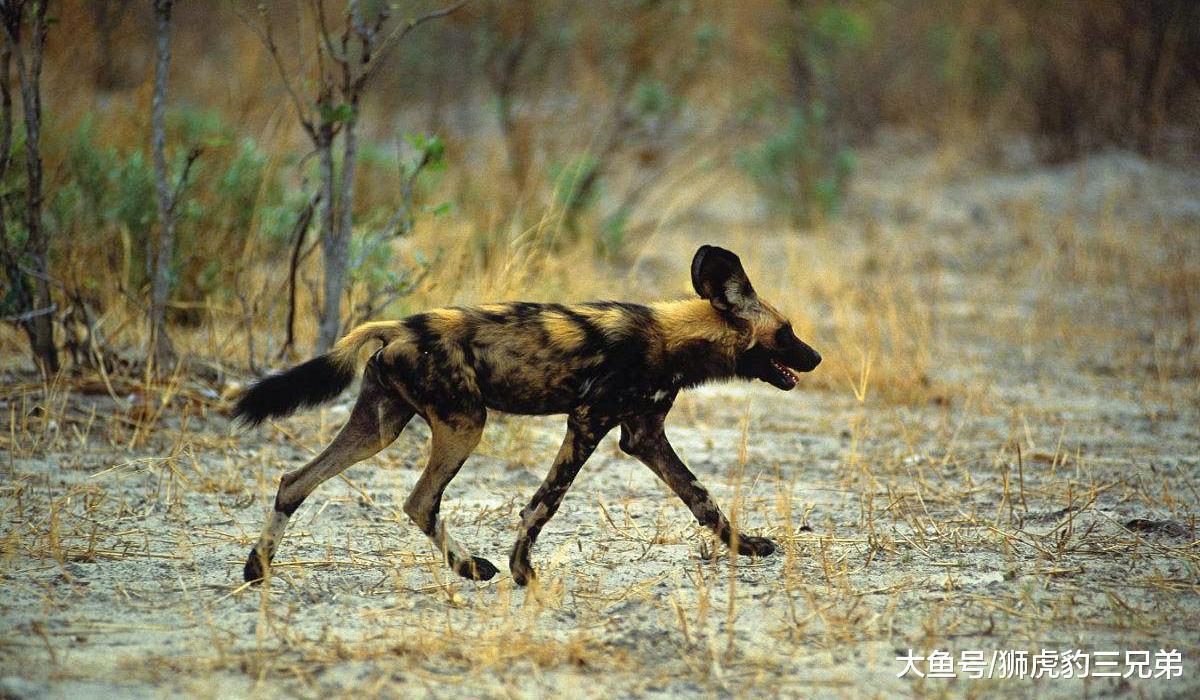犬科動物里面，哪些亞種有實力與大型貓科動物相比？