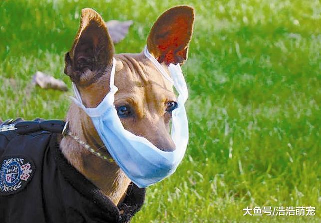 ?狗狗狂吠怎么辦？用下面5種辦法可以讓它安靜下來，不再狂吠！