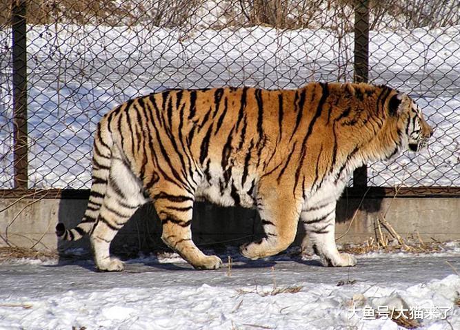 猫科动物为何那么优秀? 看下它们身体的各项数据就知道了