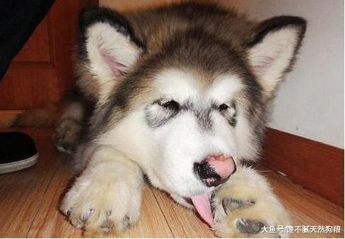 ＂狗狗的这些小秘密，你知道几个＂，知道5个以上才算合格